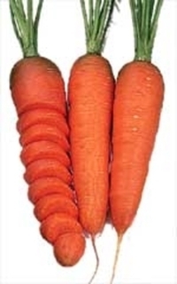 SEEDS - Carrots Chantenay